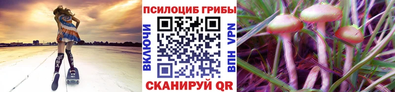 мега зеркало  Энем  Галлюциногенные грибы Psilocybe 